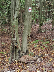 IMG 20250927 093352 S